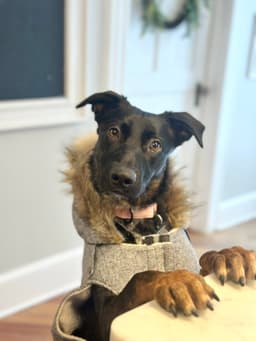 Ophelia Gch image 2