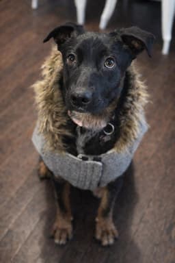 Ophelia Gch image 3
