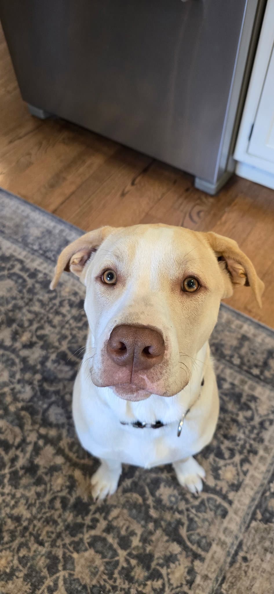 Lenny Nj - American Pit Bull Terrier