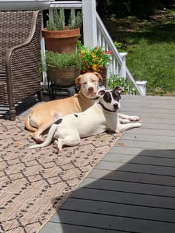 Lenny Nj image 3