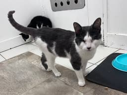 Violet's Dain Kitten Rm image 2