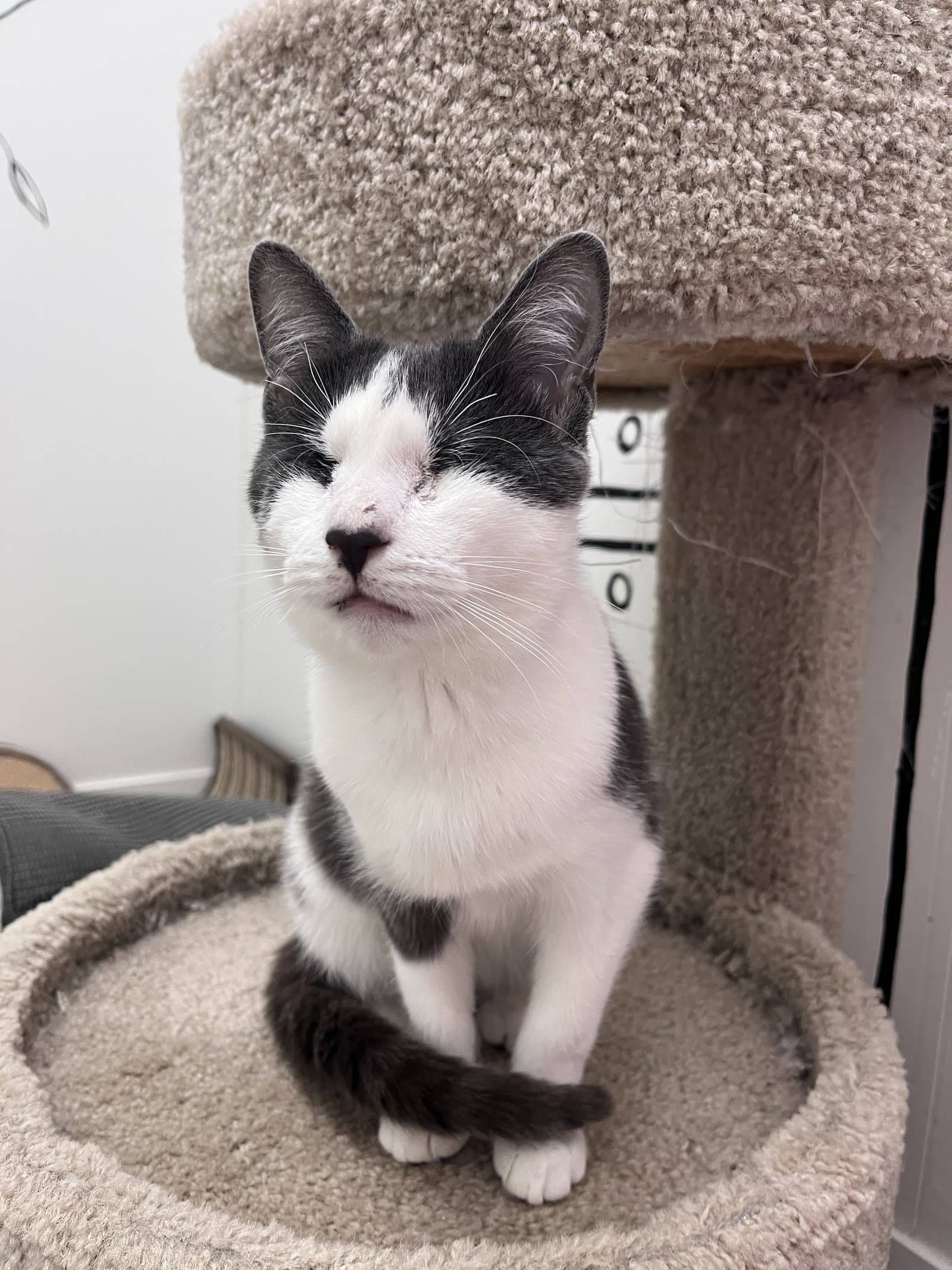 Violet's Dain Kitten Rm - Domestic Short Hair