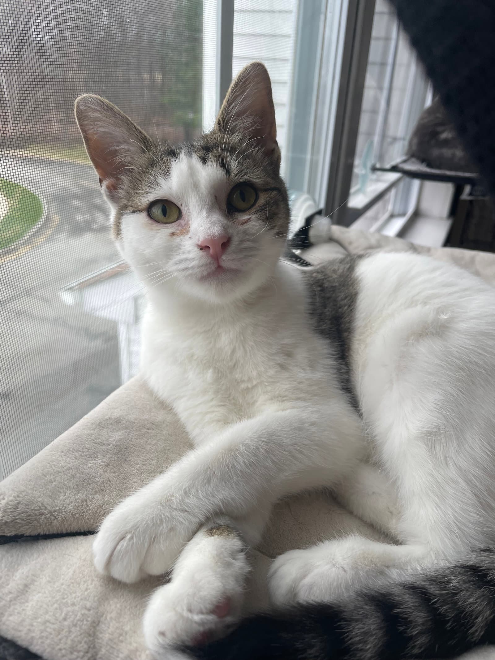 Mistletoe Kitten - Domestic Short Hair