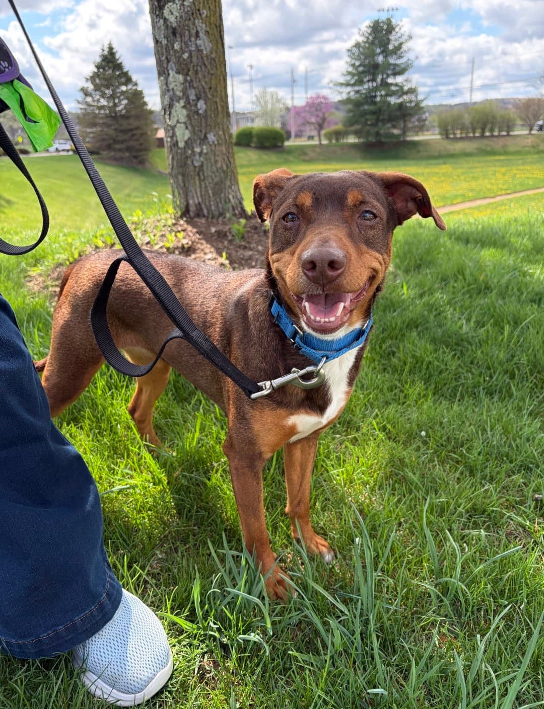 Penny Scas - Australian Kelpie