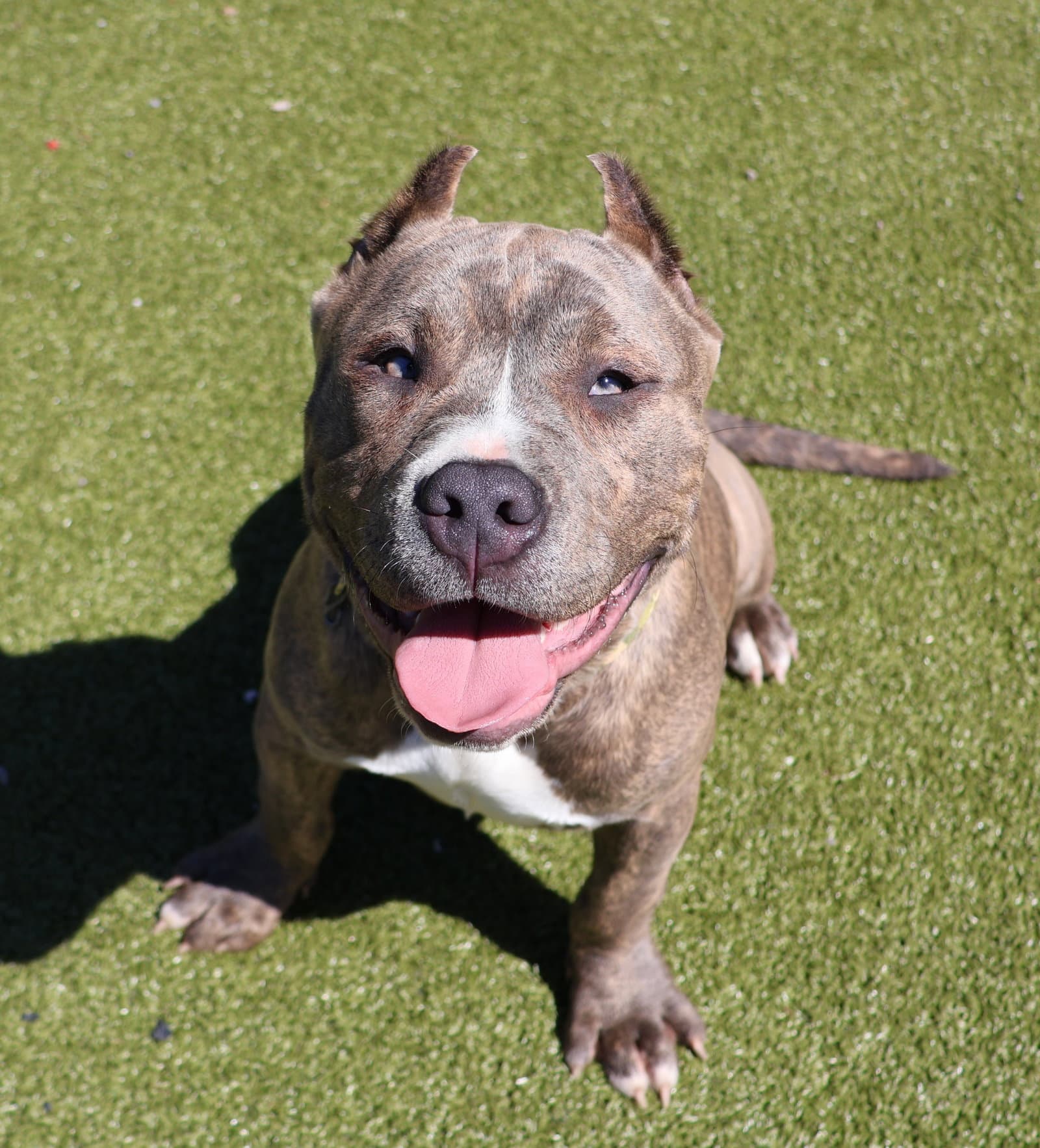 Mushu Athens - American Pit Bull Terrier