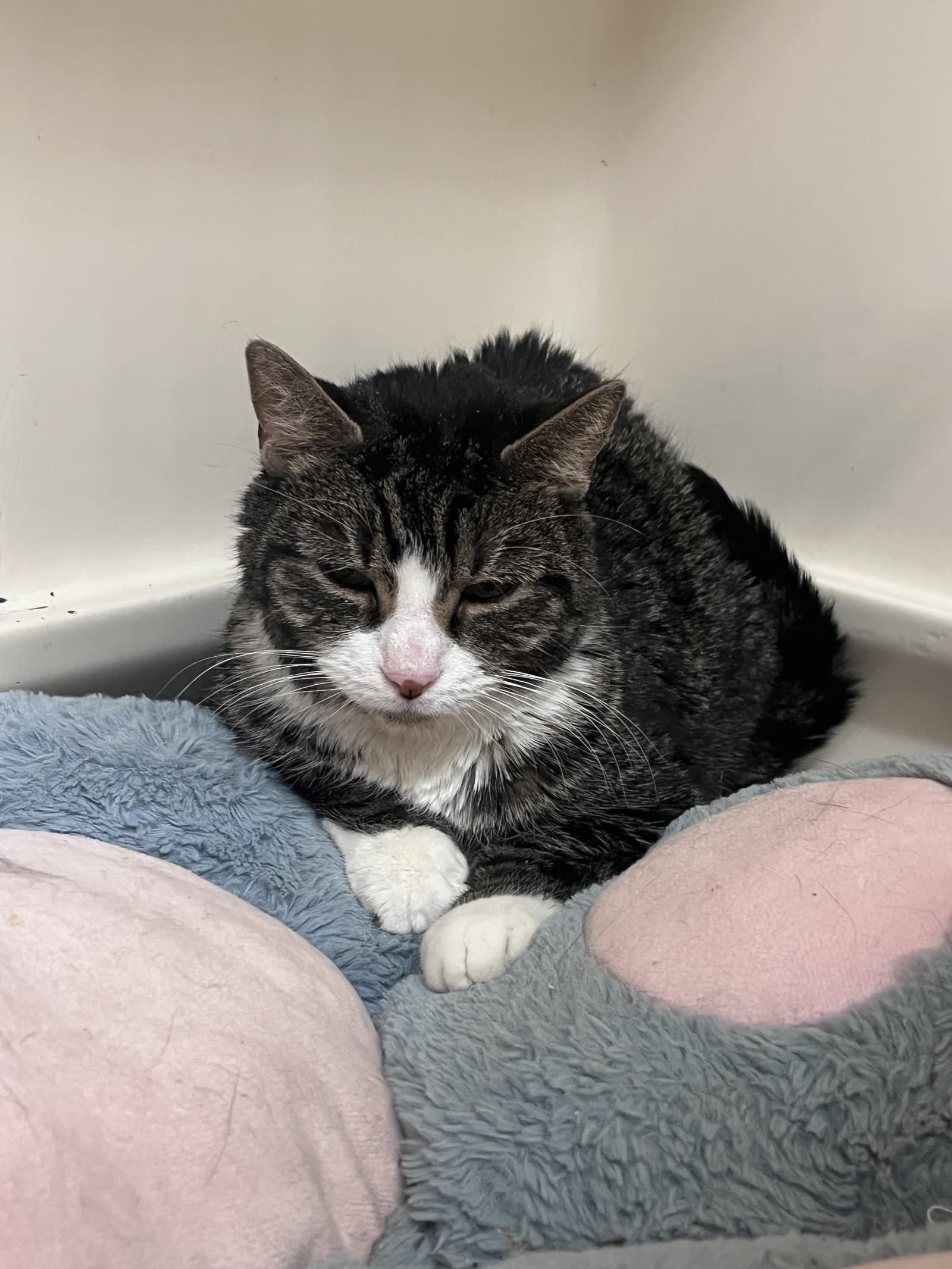 Mildred Rm - Domestic Short Hair