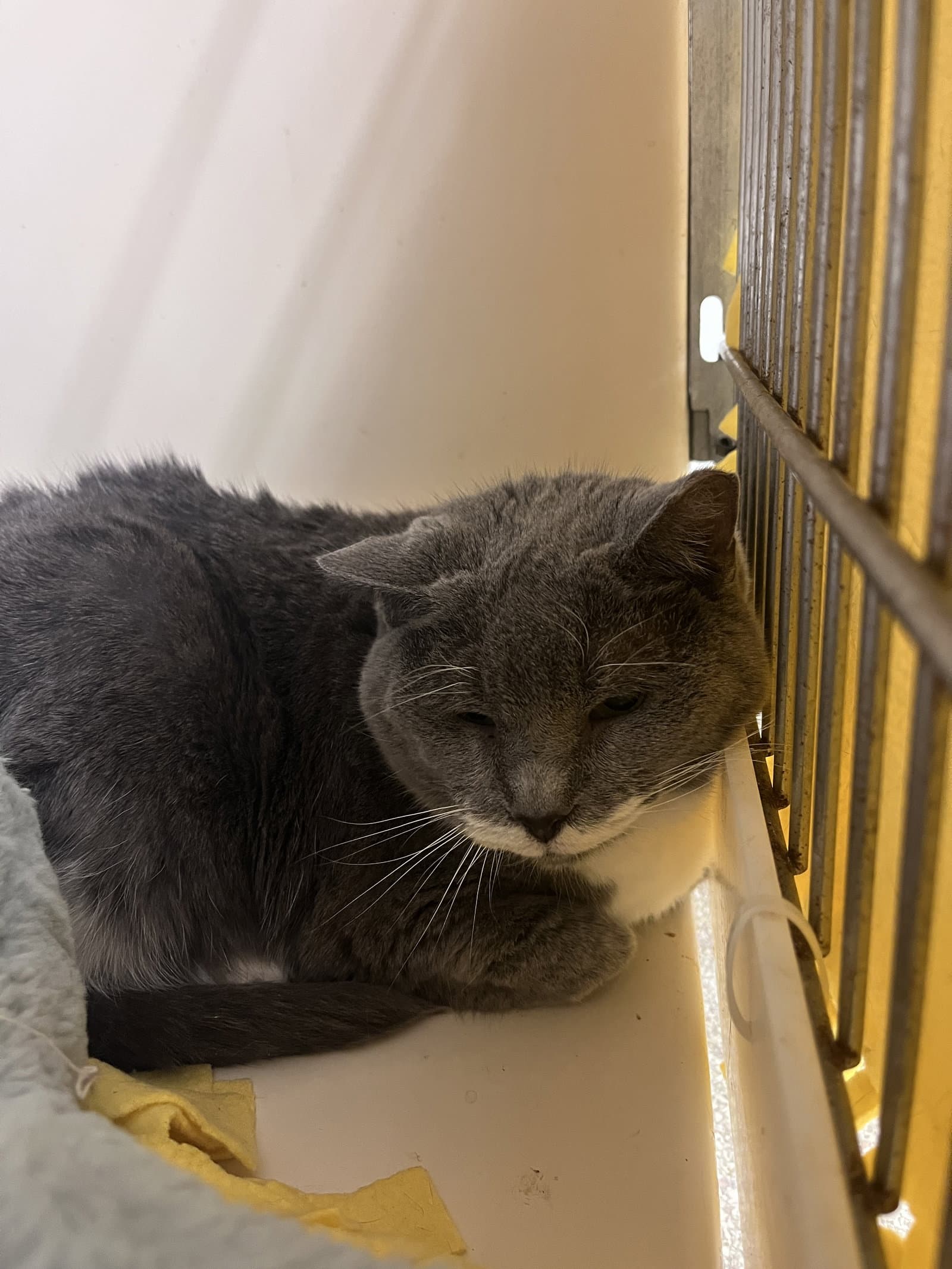 Mabel Rm - Domestic Short Hair