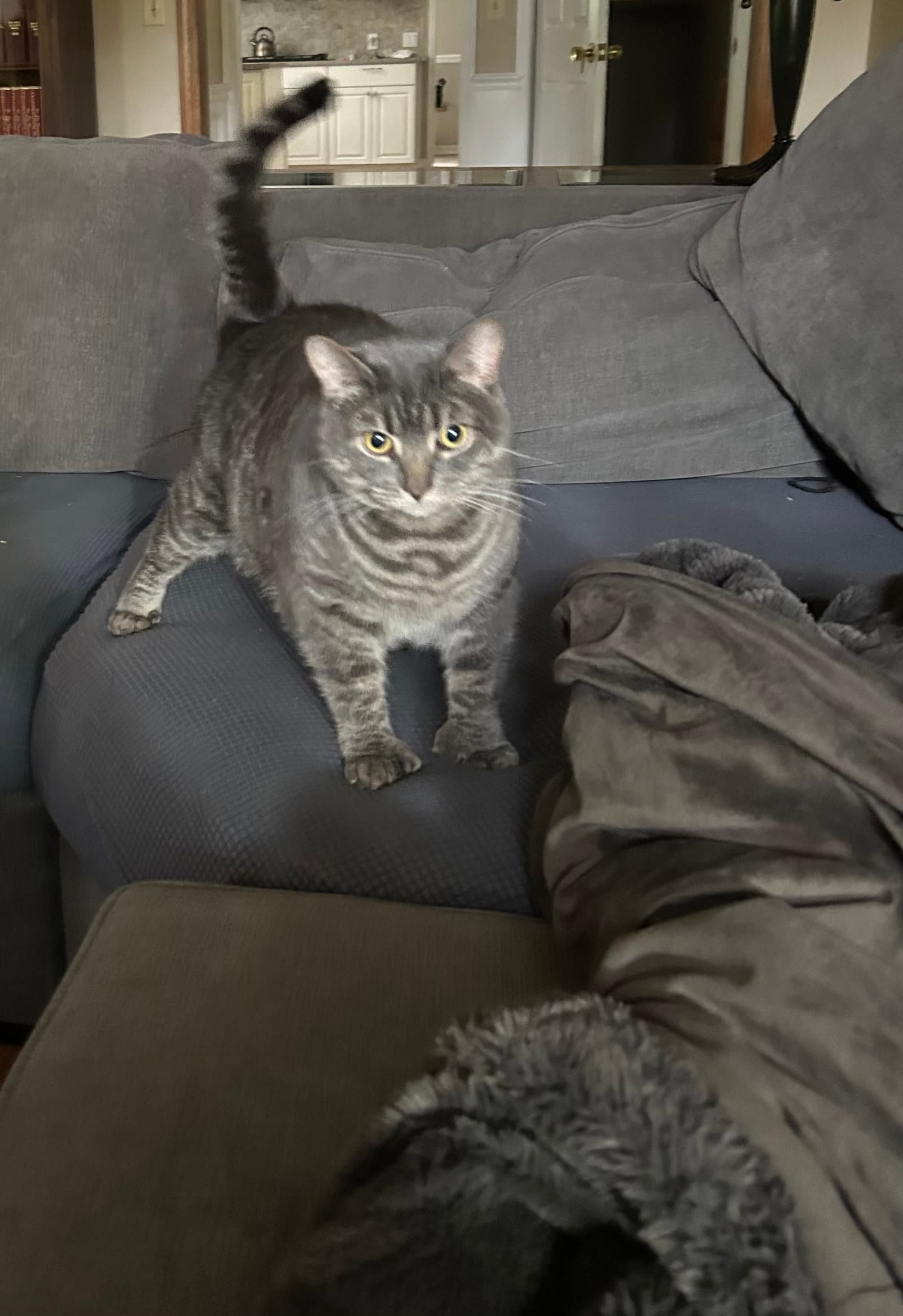 Teddy - Domestic Short Hair