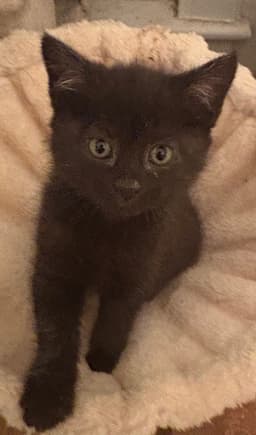 Raven Kitten image 3