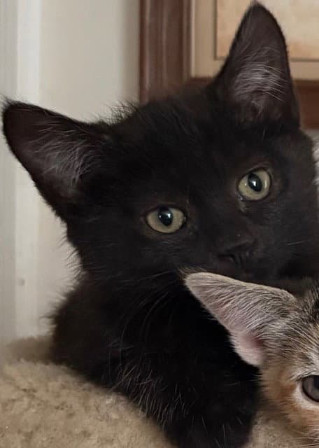 Raven Kitten - Domestic Short Hair