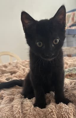 Raven Kitten image 2