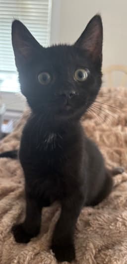 Raven Kitten image 4