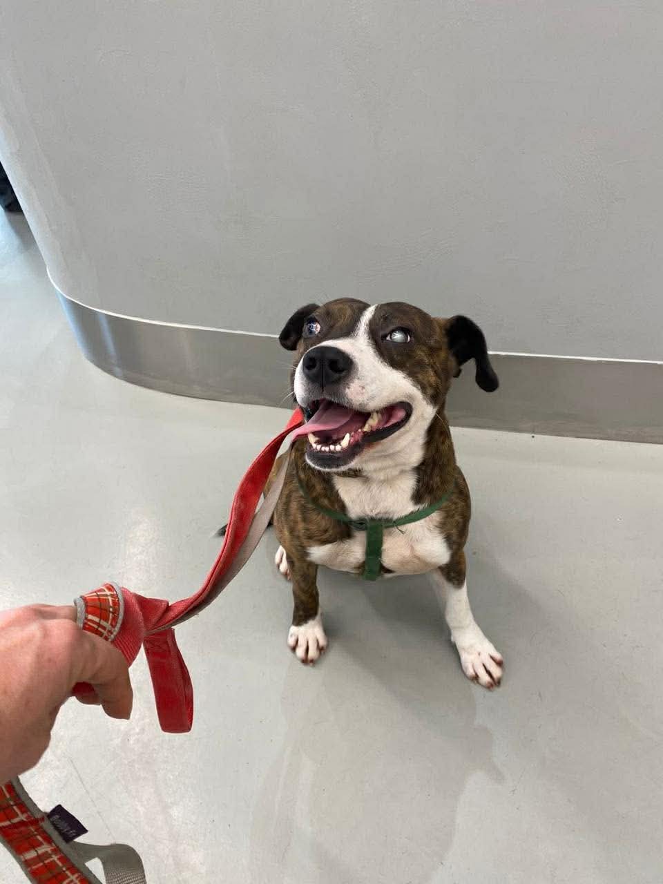 Stevie Albania - Pit Bull Terrier