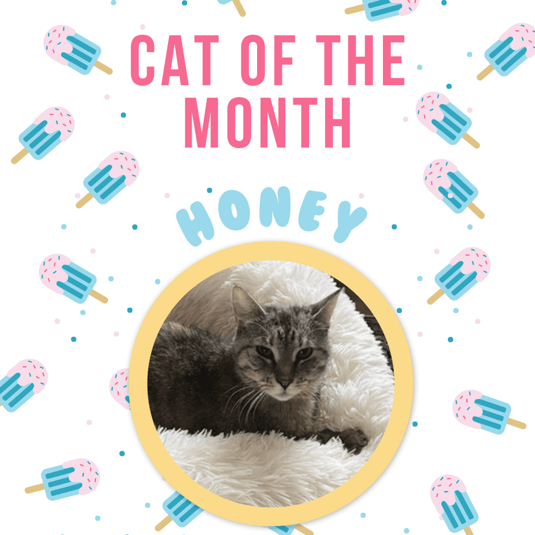 Honey - Domestic Short Hair