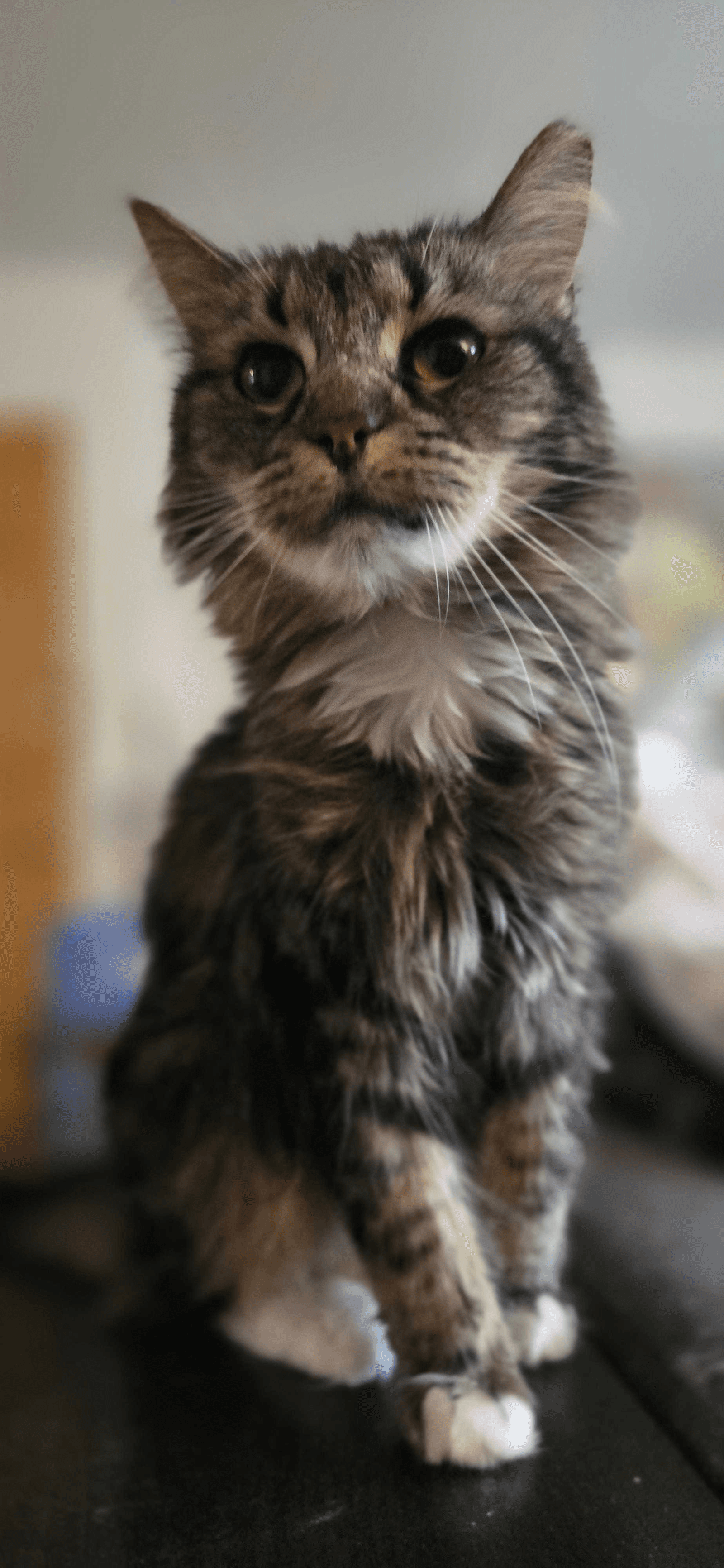 Poopy - Domestic Short Hair