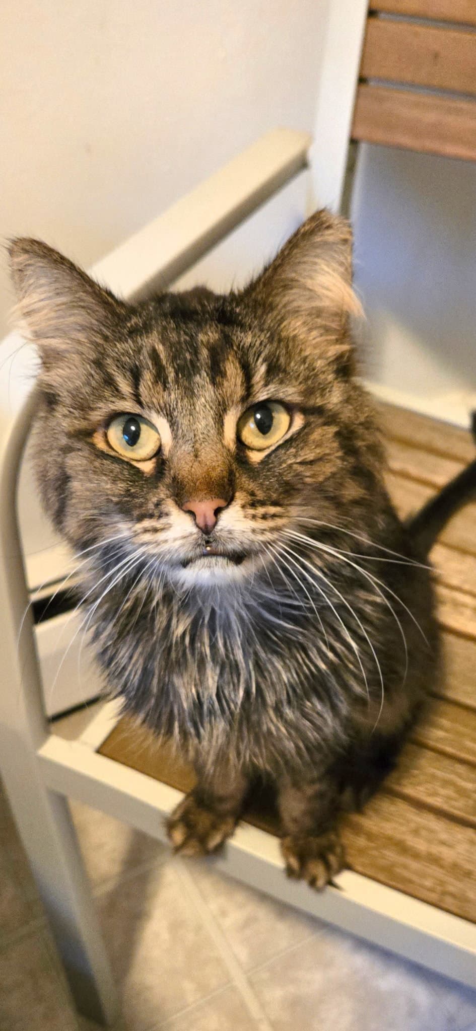 Bitsy - Domestic Short Hair