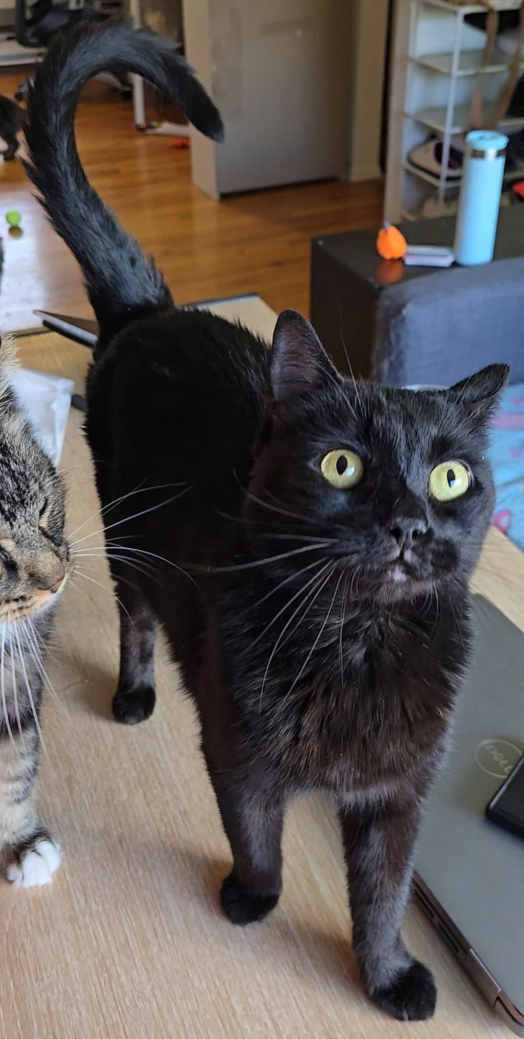 Tamso - Domestic Short Hair