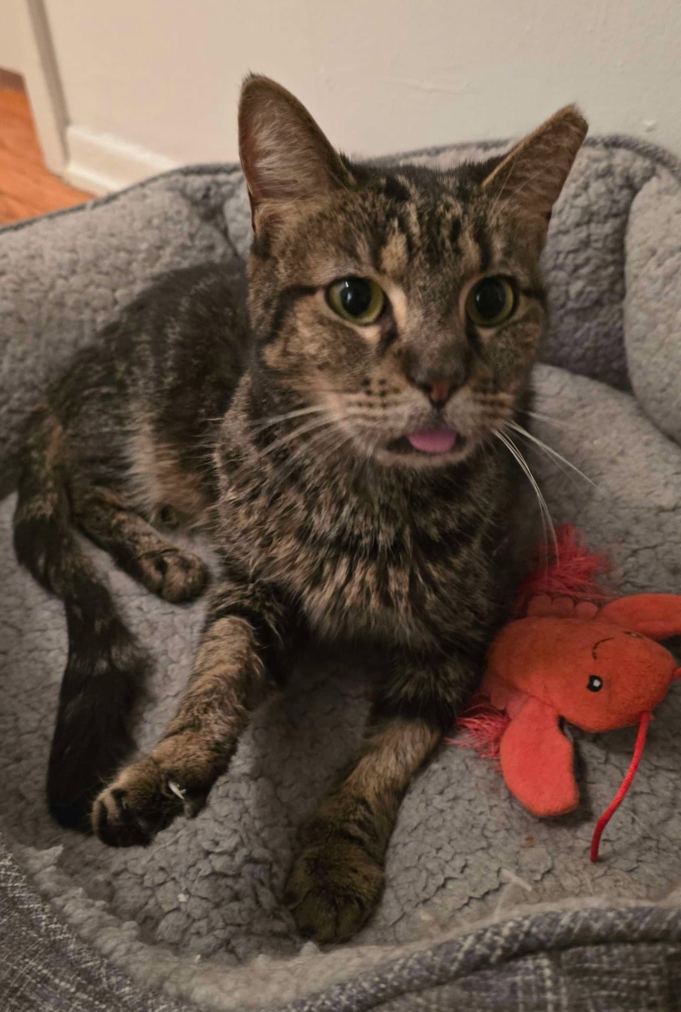 Swirly - Domestic Short Hair