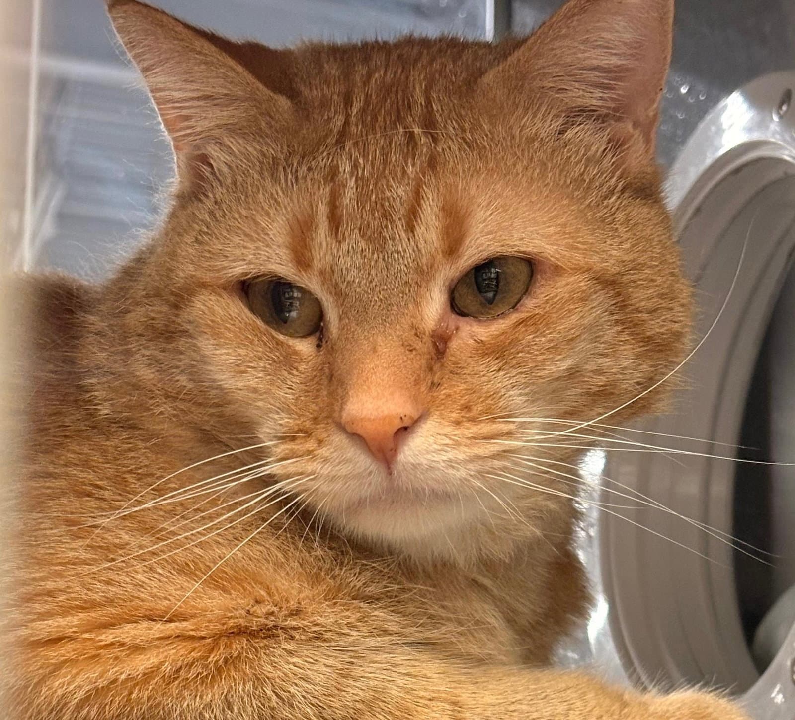 Chance Kps - Domestic Short Hair