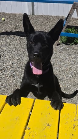 Diego Scas image 1