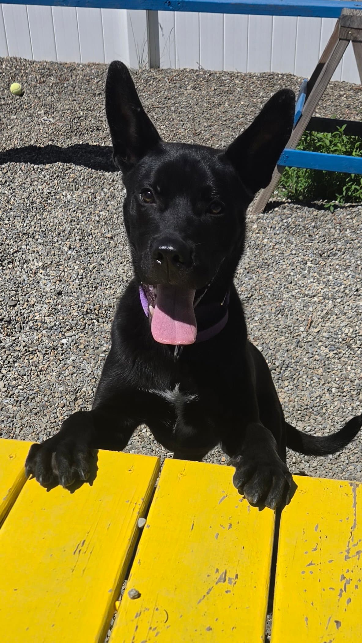 Diego Scas - Shepherd