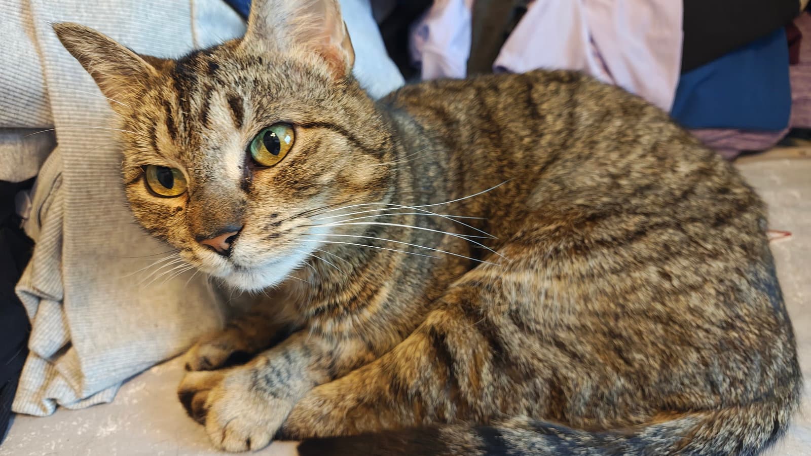 Bo Peep - Domestic Short Hair