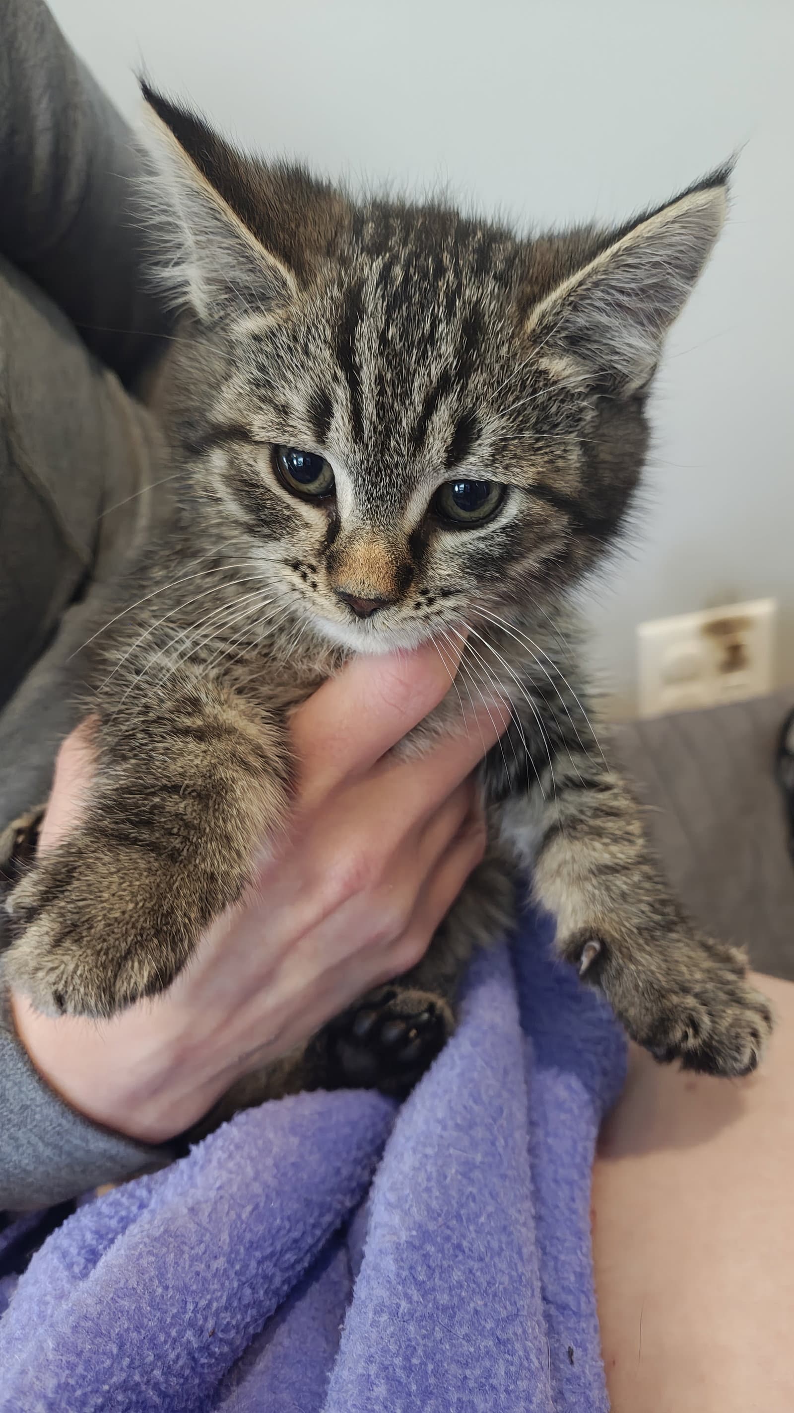 Bo Peep's Jessie Kitten - Domestic Short Hair