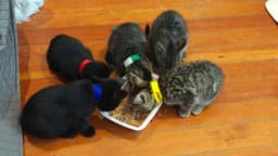 Bo Peep's Jessie Kitten image 2