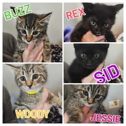 Bo Peep's Jessie Kitten image 3