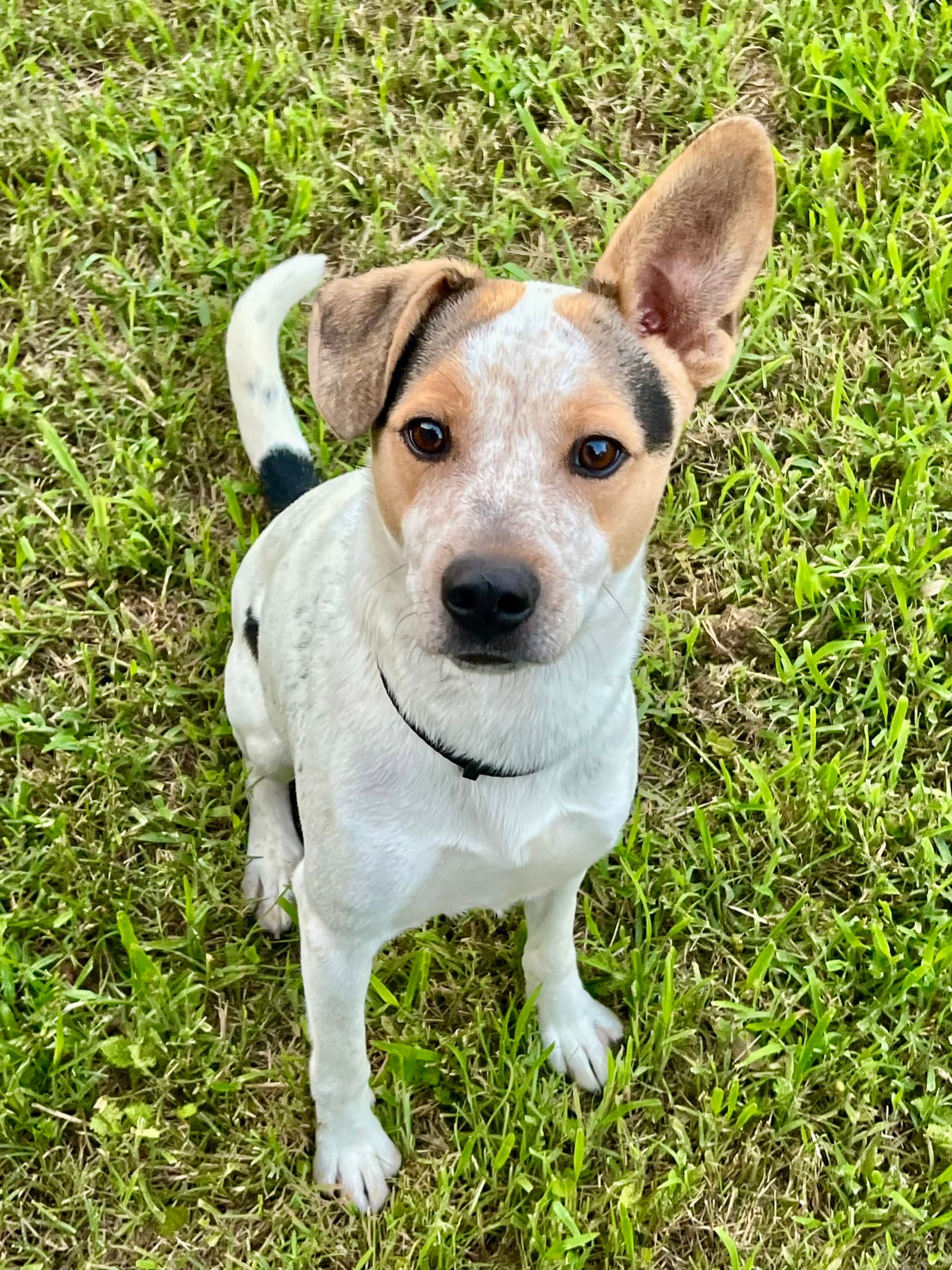 Jake Lonestar - Fox Terrier