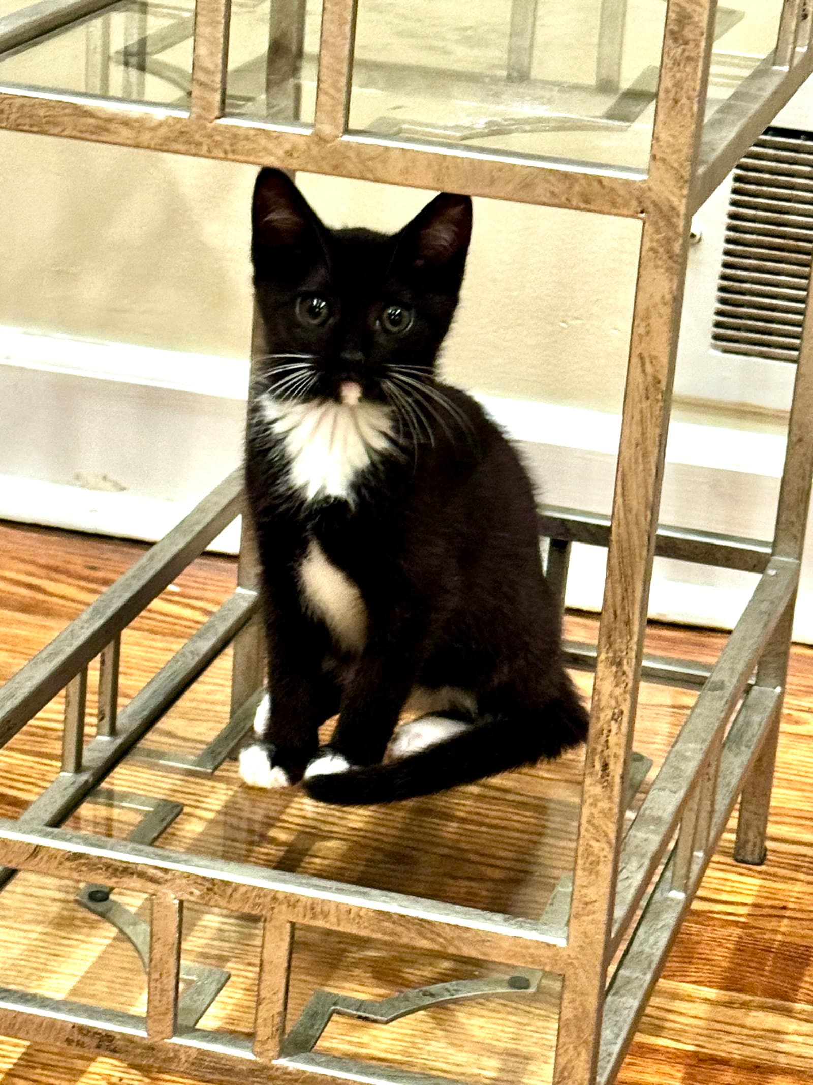 Nadine's Dr Pepper Kitten - Domestic Short Hair