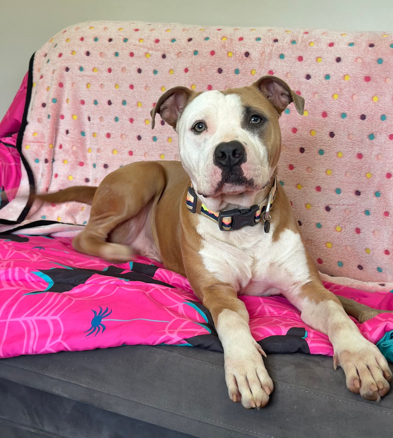 Tyson Louisiana - American Pit Bull Terrier