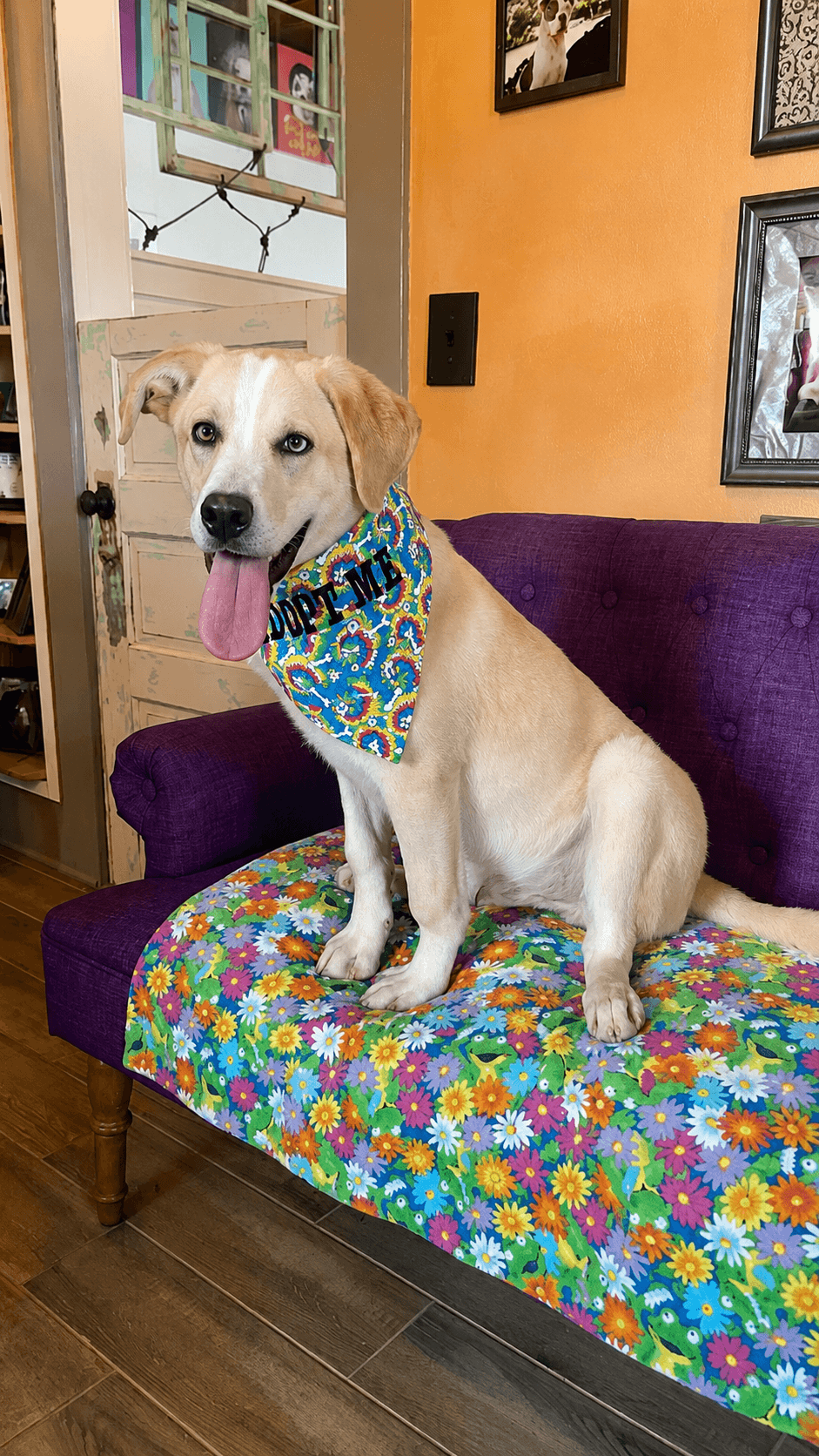 Finnegan Lonestar - Labrador Retriever