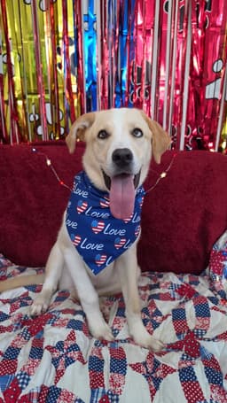 Finnegan Lonestar image 4