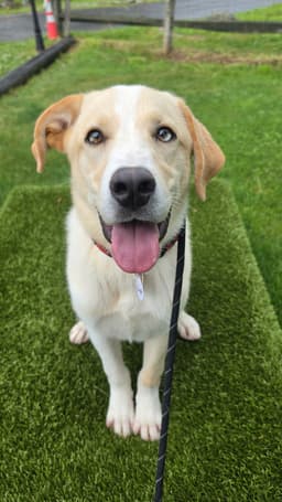 Finnegan Lonestar image 2