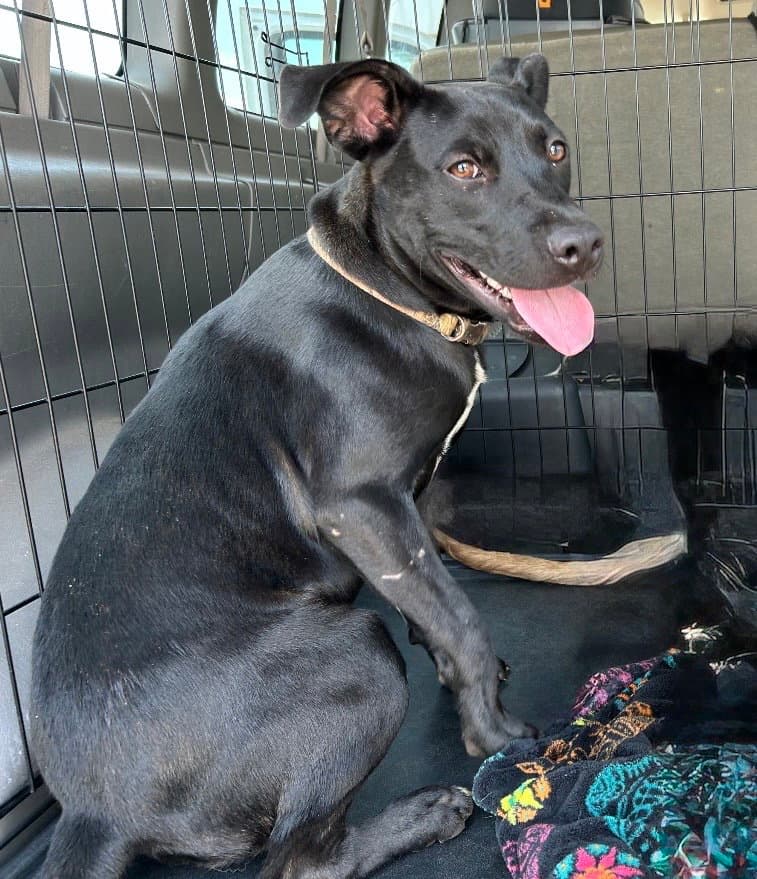 Coach Lonestar - Labrador Retriever