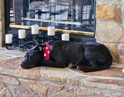 Coach Lonestar image 3