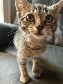 Monster Truck Kitten image 1