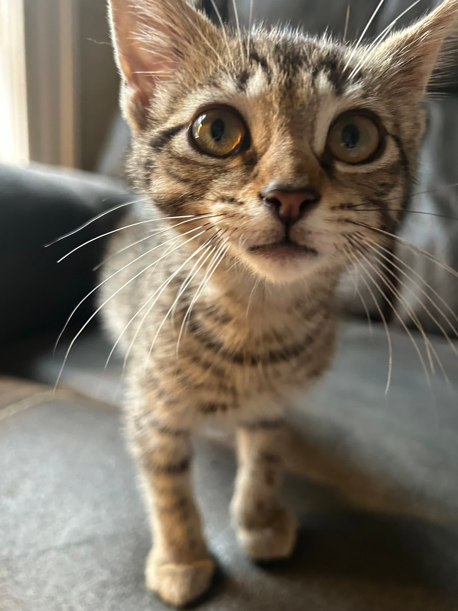 Monster Truck Kitten - Domestic Short Hair