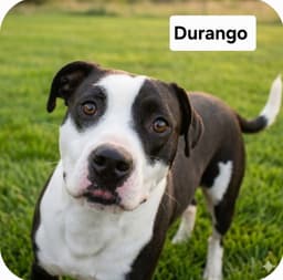 Durango Dixon image 1