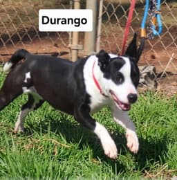 Durango Dixon image 3