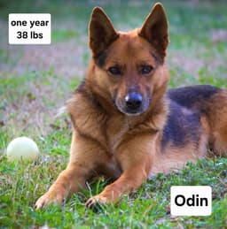 Odin Dixon image 1