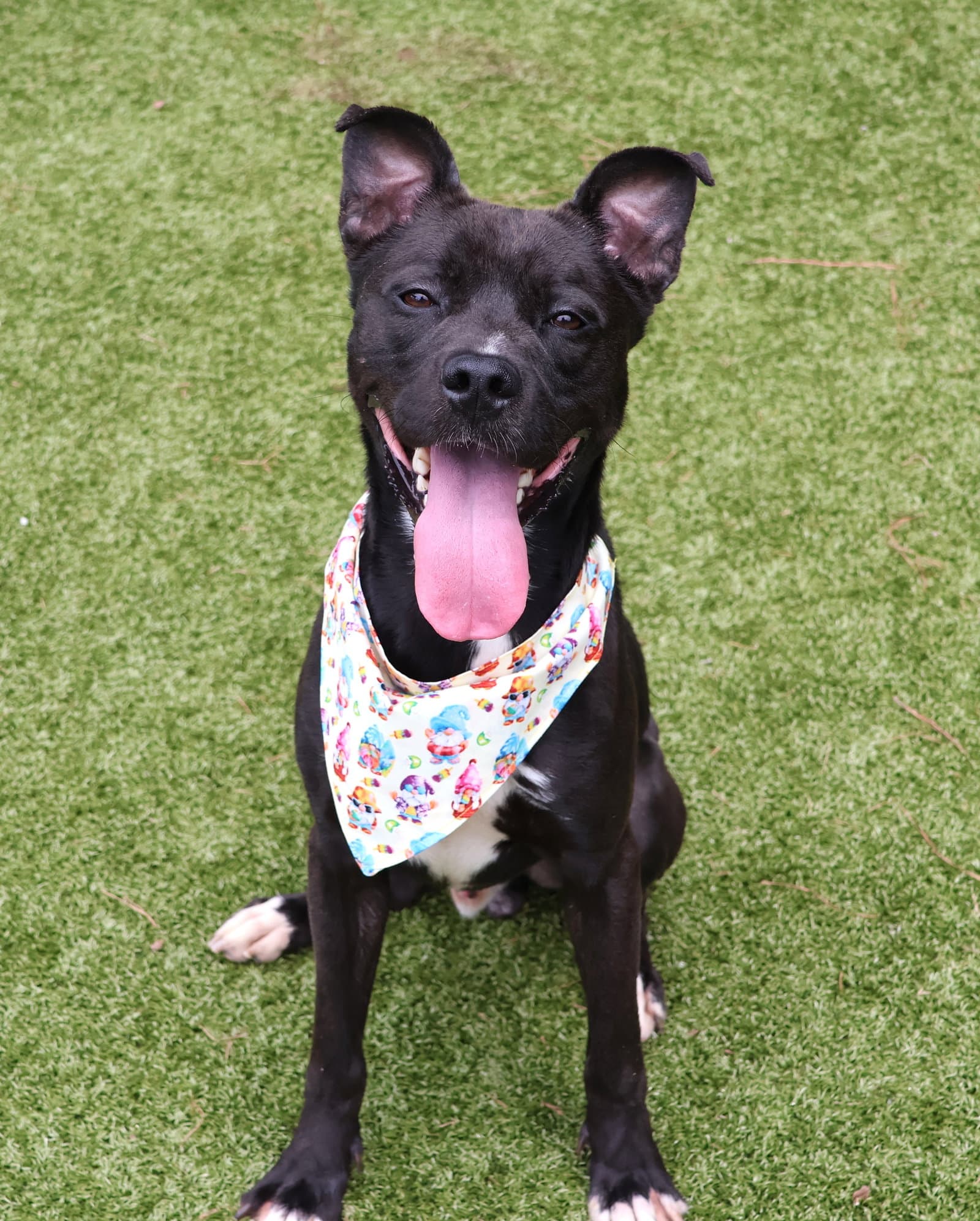 Gerard Athens - Pit Bull Terrier