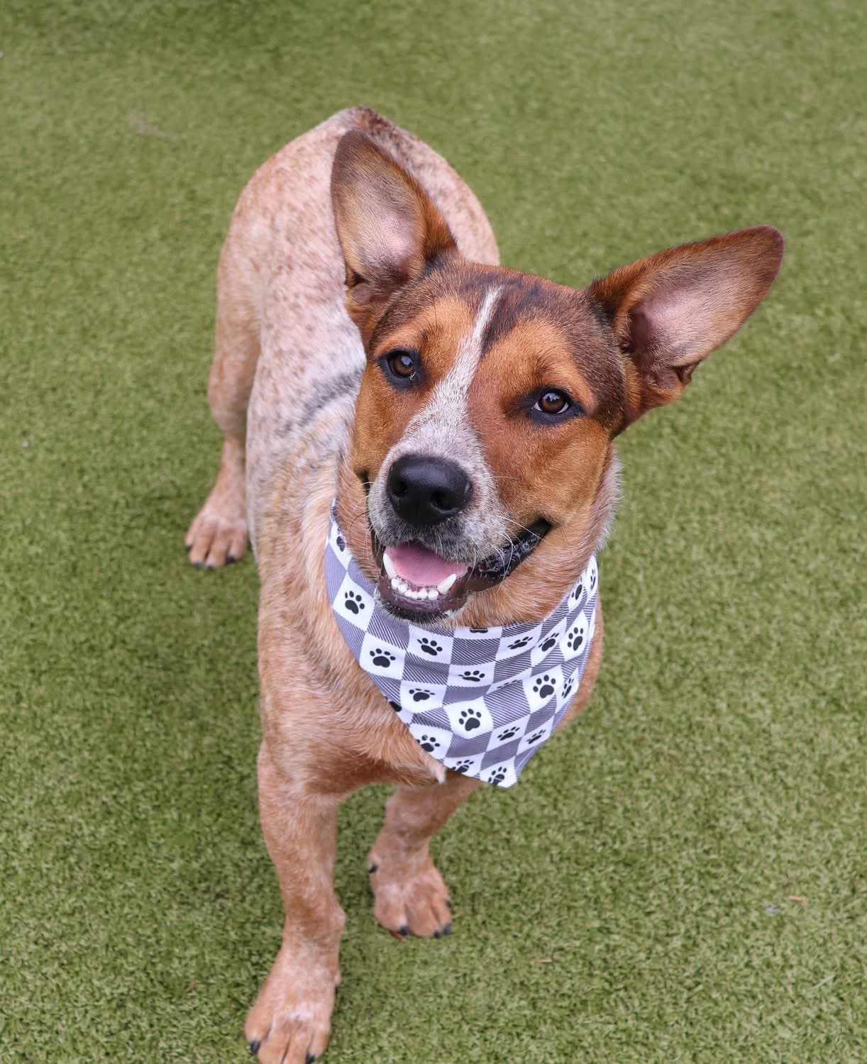Marco Athens - Australian Cattle Dog/Blue Heeler