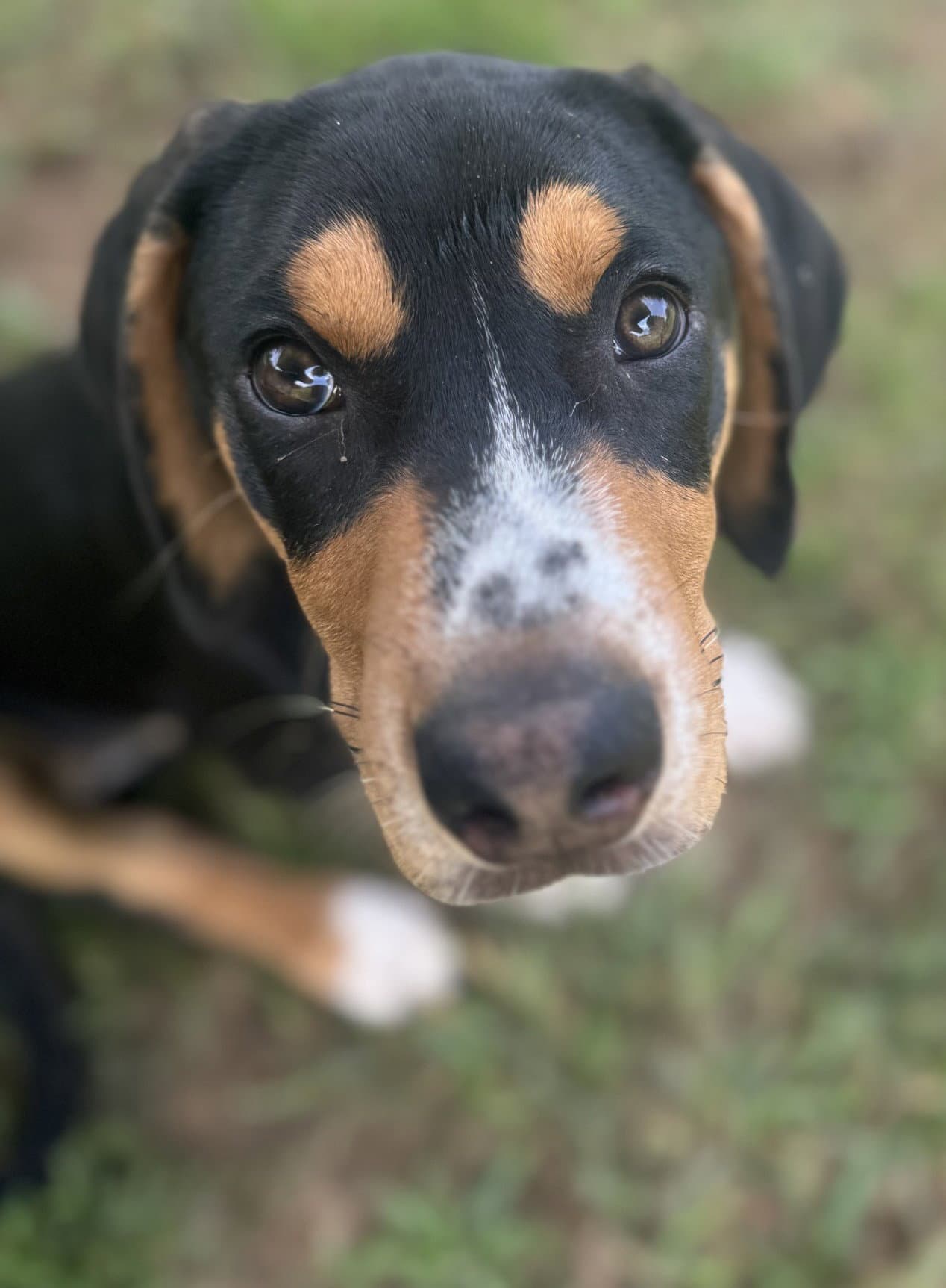 Boone Scas - Hound