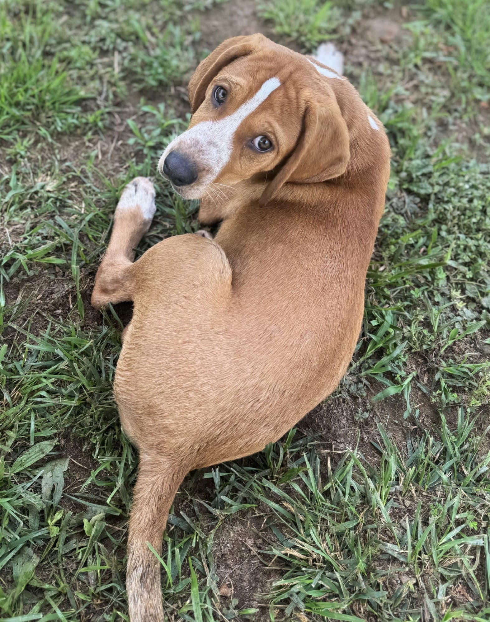Cedar Scas - Hound