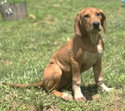 Junebug Scas image 1