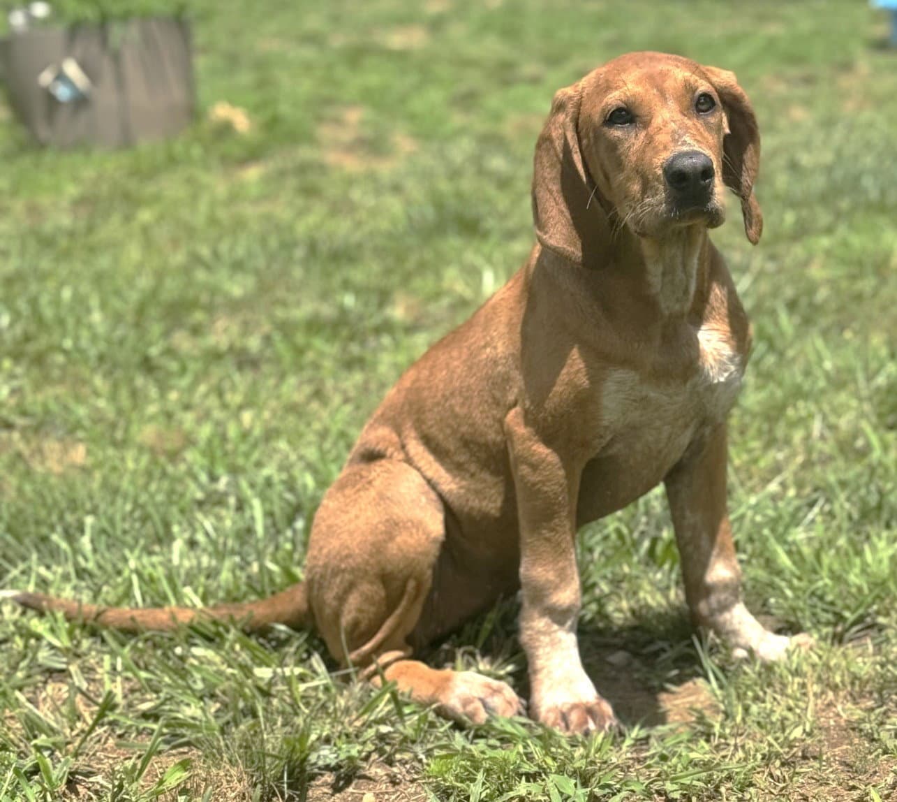 Junebug Scas - Hound
