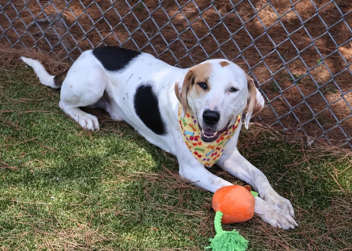 Mitchell Athens - Hound