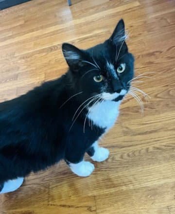 Asher - Domestic Short Hair